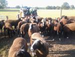 Stamboek Zwartbles ooi- en ramlammeren